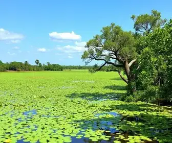 Como chegar em Pantanal pelo mapa com rotas: guia turístico para planejar a visita