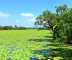 Como chegar em Pantanal pelo mapa com rotas: guia turístico para planejar a visita