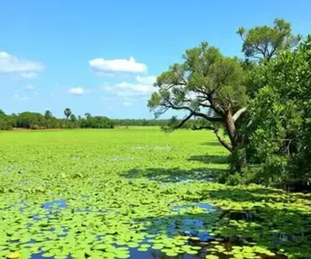 Como chegar em Pantanal pelo mapa com rotas: guia turístico para planejar a visita